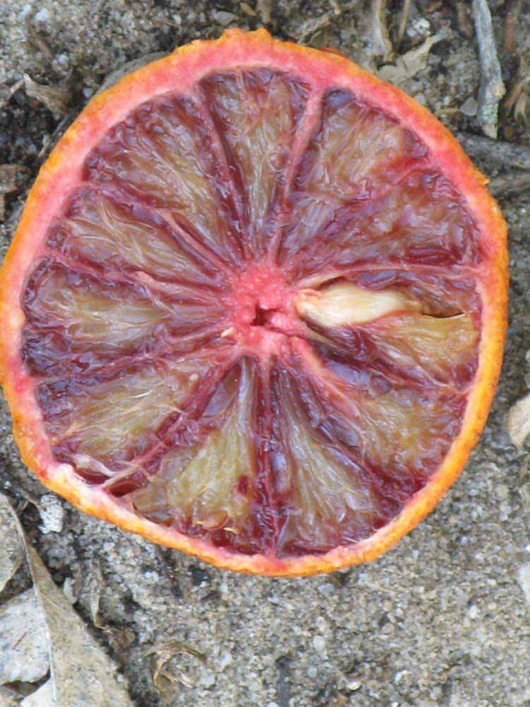            Fruit cross-section (Sanguinelli, Winter Haven, FL)   